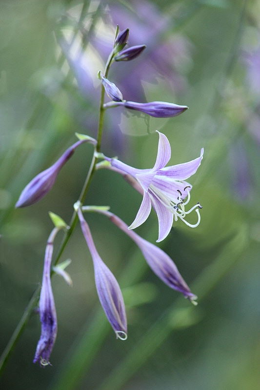 Hosta flowers #3