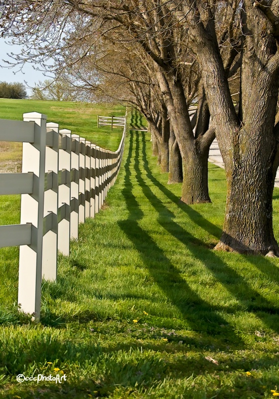 Fence Lines