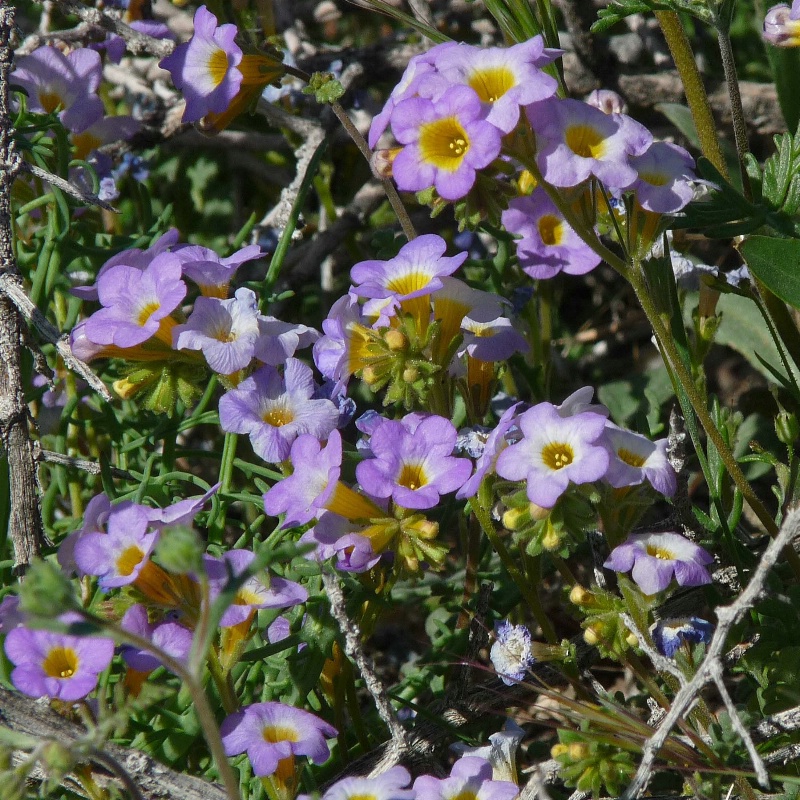 Death Valley Wildflower - Freemont Phacelia