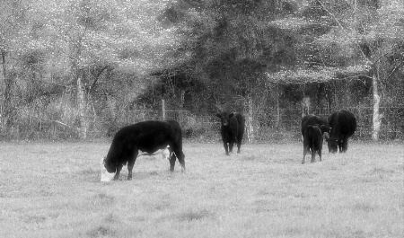 Five In The Pasture