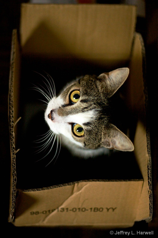 Paulie in a Box (35IMG_0610)