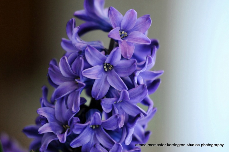 hyacinth violette