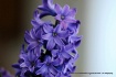 hyacinth violette