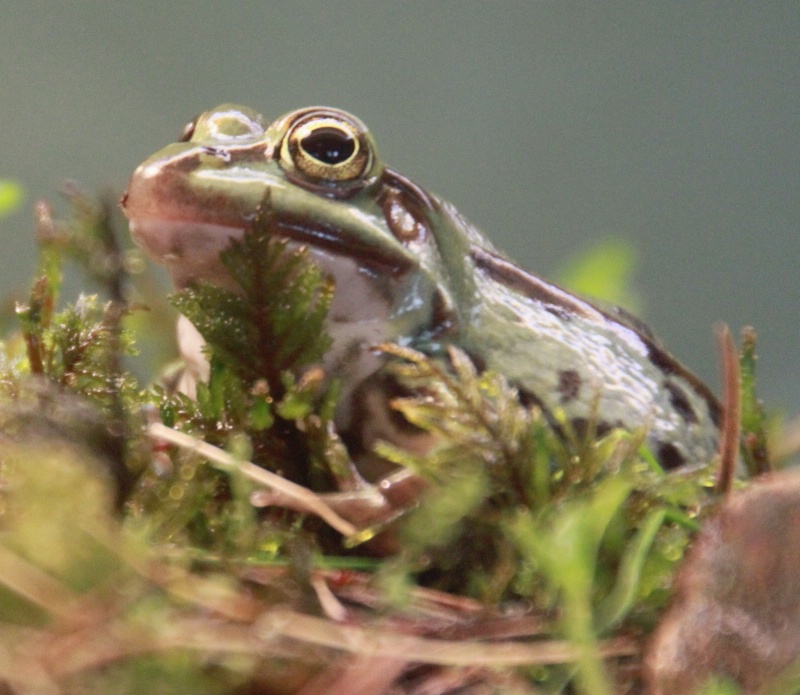 A cute frog II