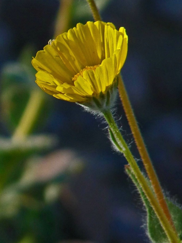 Death Valley Wildflower - Desert Sunflower