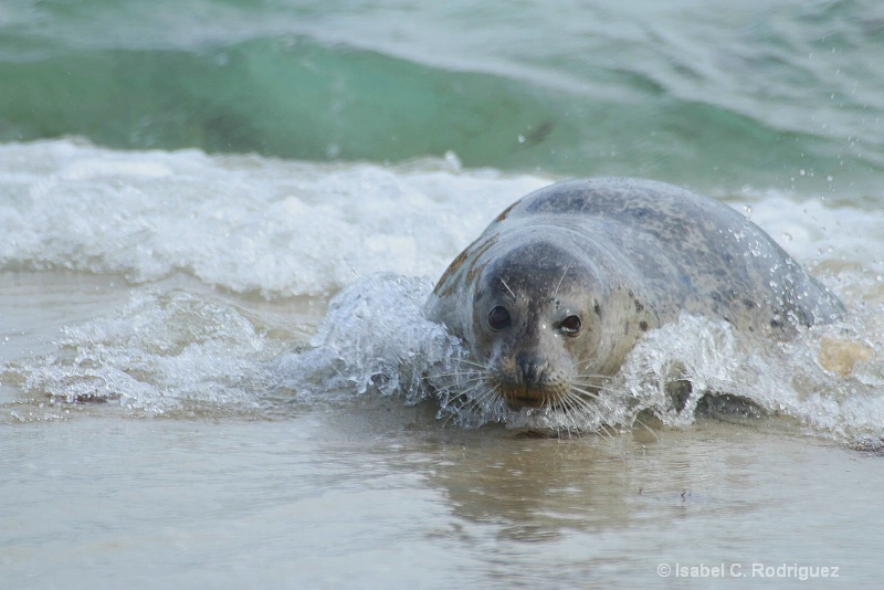 Seal Coming Ashore