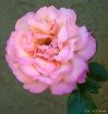pink rose 5