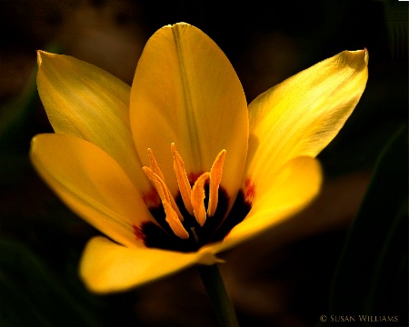 First Crocus of Spring