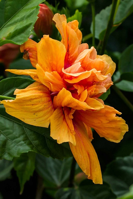 Hawaiian Hibiscus