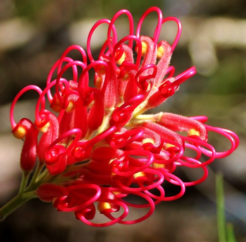 Grevillia