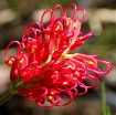 Grevillia