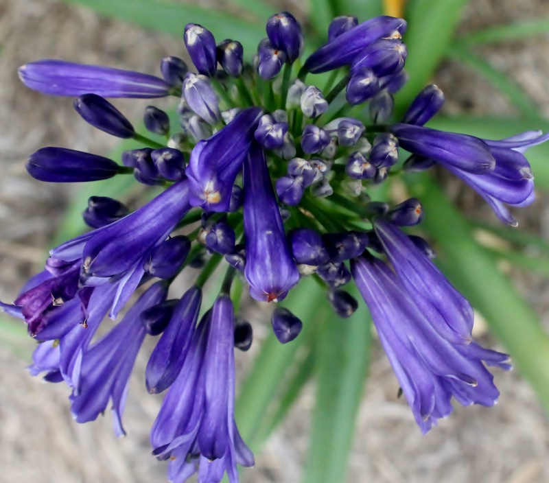 Agapanthus