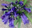 Agapanthus