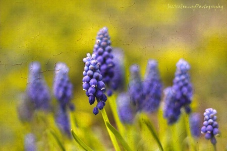 Grape Hyacinth