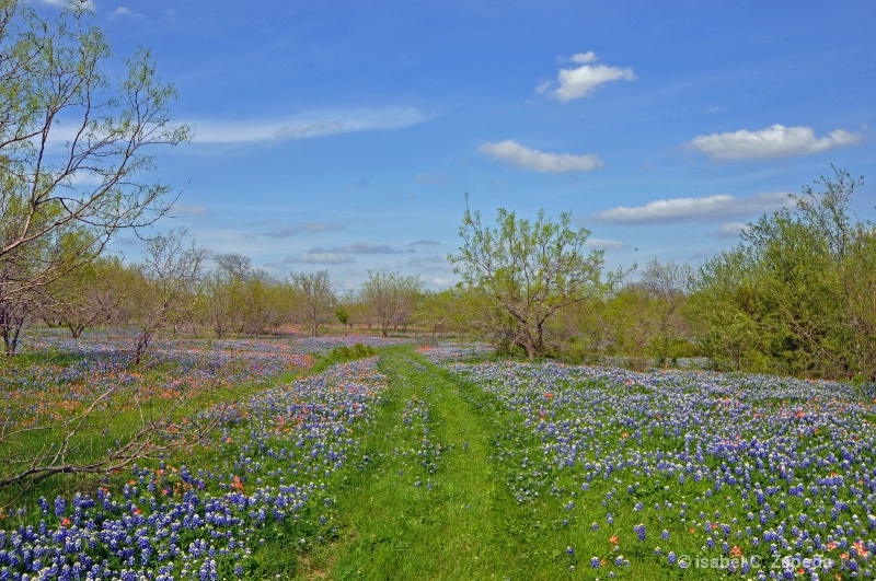 MEADOWS