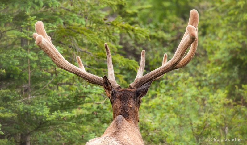 Canadian Elk 