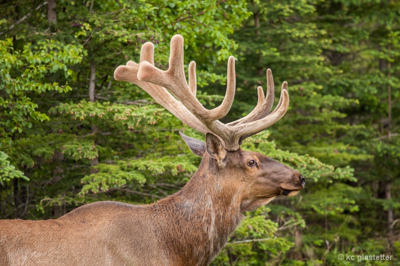 Canadian Elk 2986
