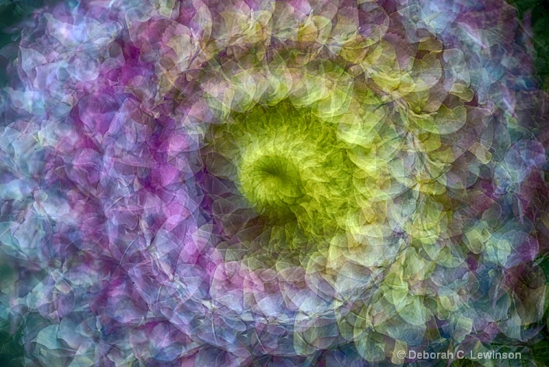 Hydrangea Swirl