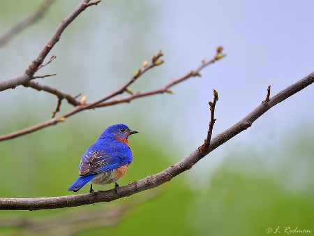 Eastern Bluebird