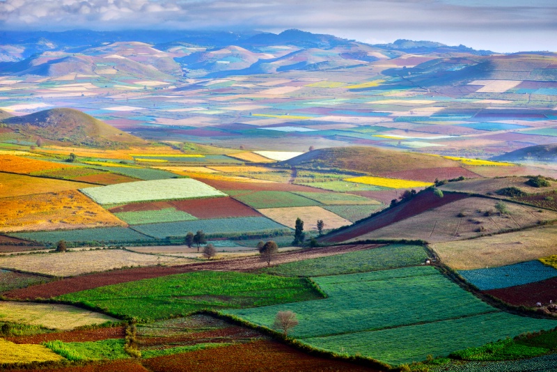 Colourful Fields