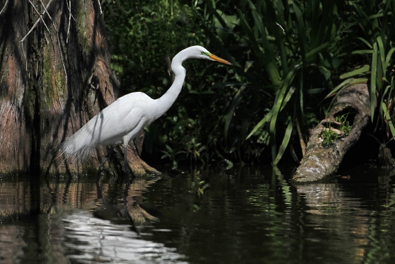Egret at Black Bayou