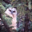 Great Horned Owle...