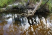 Reflections