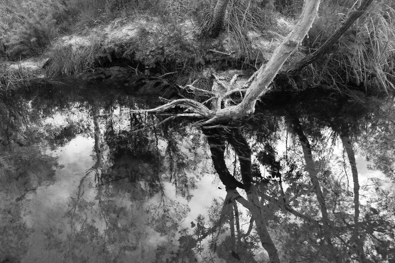 Reflections B&W