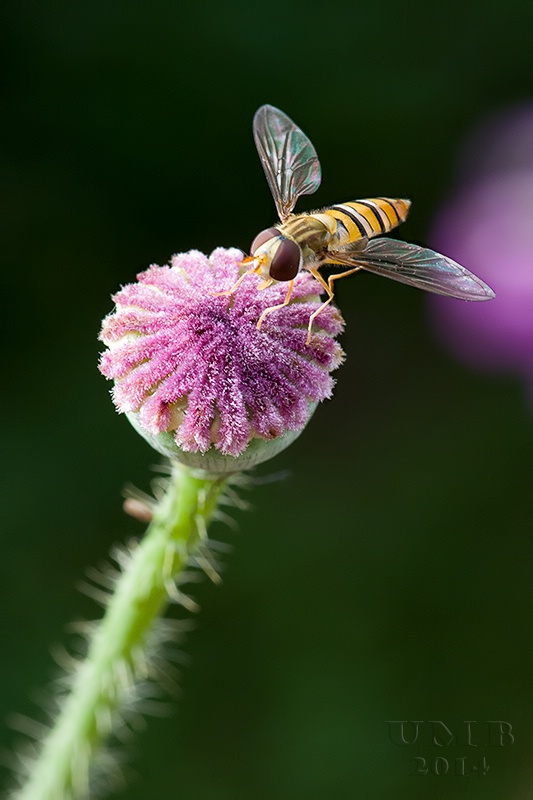 Carpet Landing