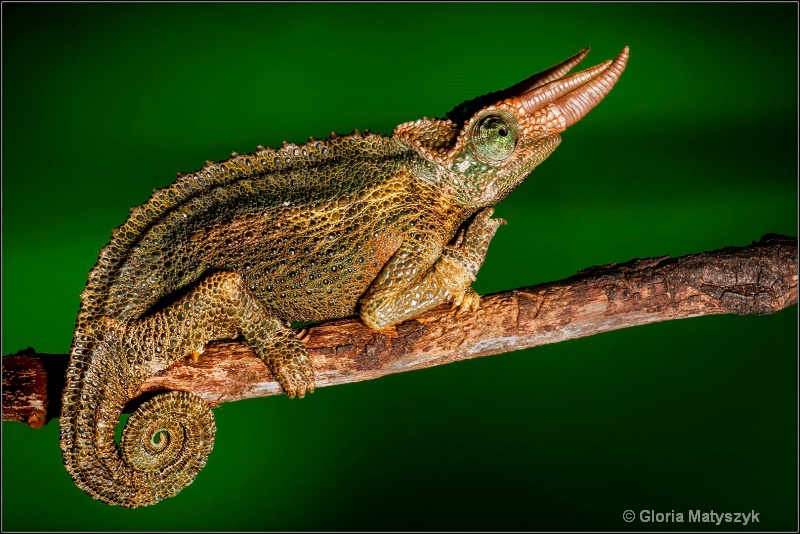 Jackson's Chameleon - ID: 14458452 © Gloria Matyszyk