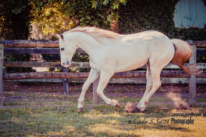 beside the barn