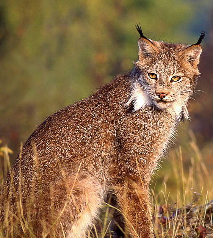 Lynx