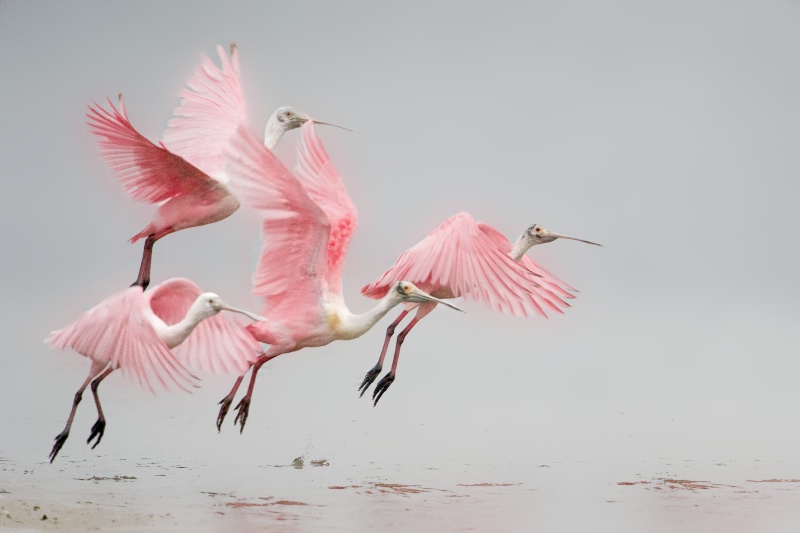 Rosetta Spoonbills - ID: 14458913 © Kitty R. Kono