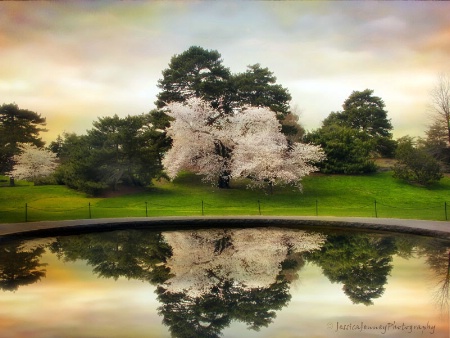 Fountain Reflections