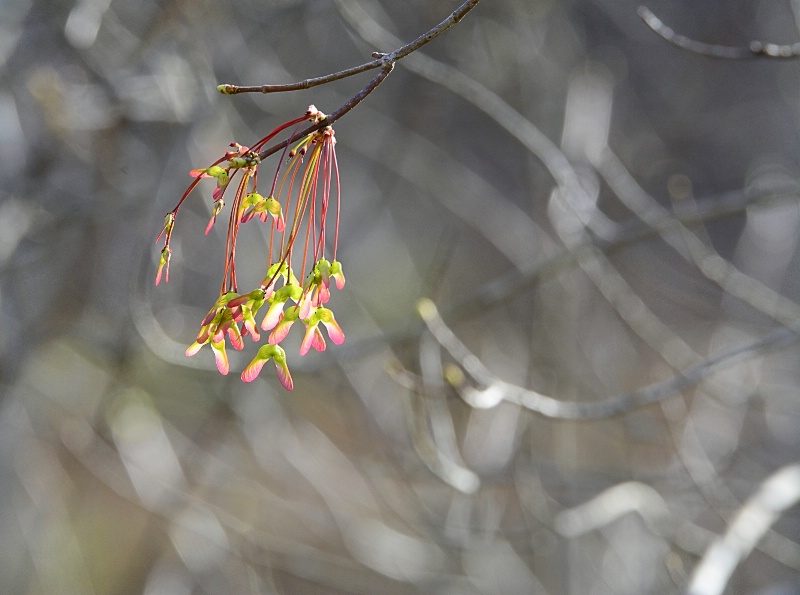 Spring On A String