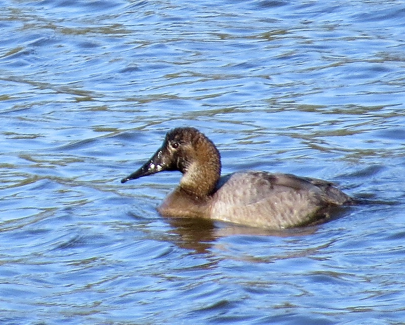 Canvasback - April 26, 2014 - Nisqually NWR - ID: 14459844 © John Tubbs