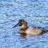 2Canvasback - April 26, 2014 - Nisqually NWR - ID: 14459844 © John Tubbs