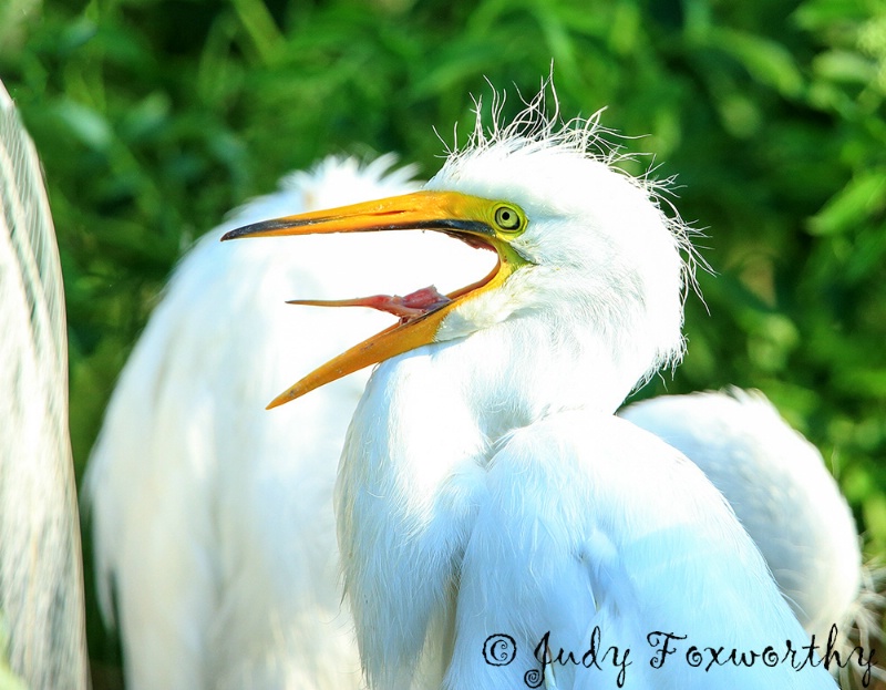 Great White Egret Chick Screaming For Food