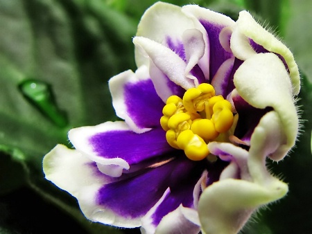 African Violet 