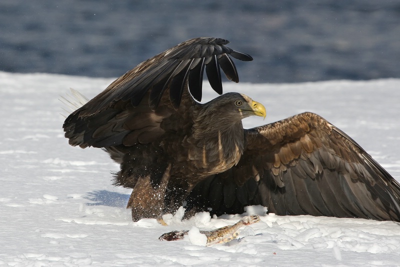 White-tailed Eagle with Fish