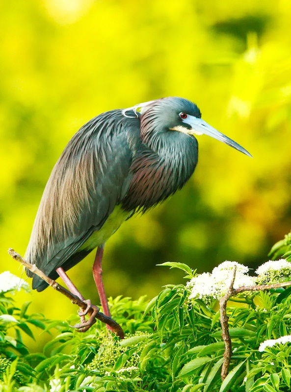Tri-colored Heron Morning Shaded Light