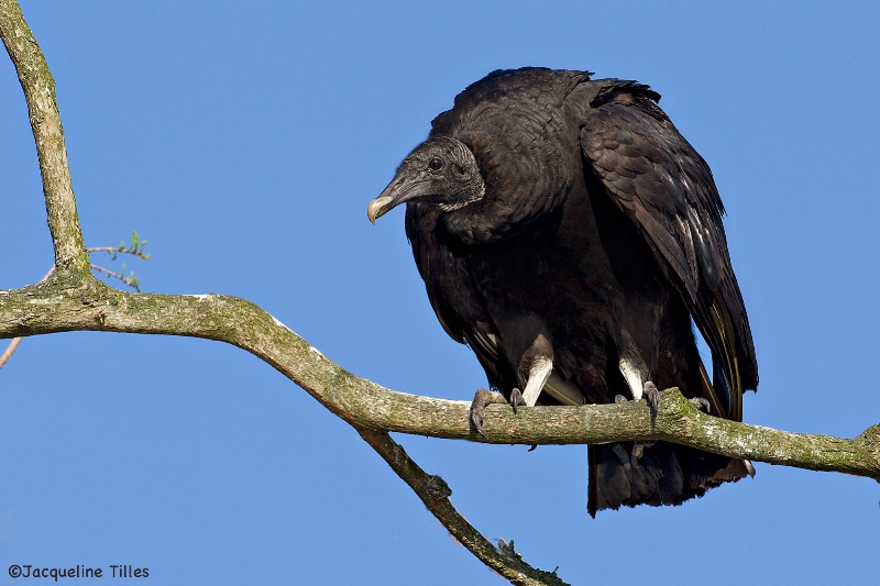 Black Vulture - ID: 14460360 © Jacqueline A. Tilles