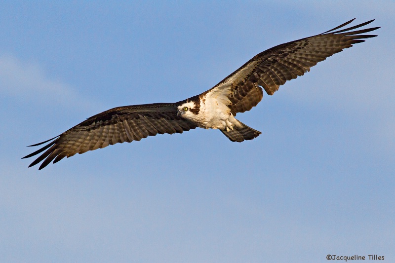 Osprey in Flight - ID: 14460361 © Jacqueline A. Tilles