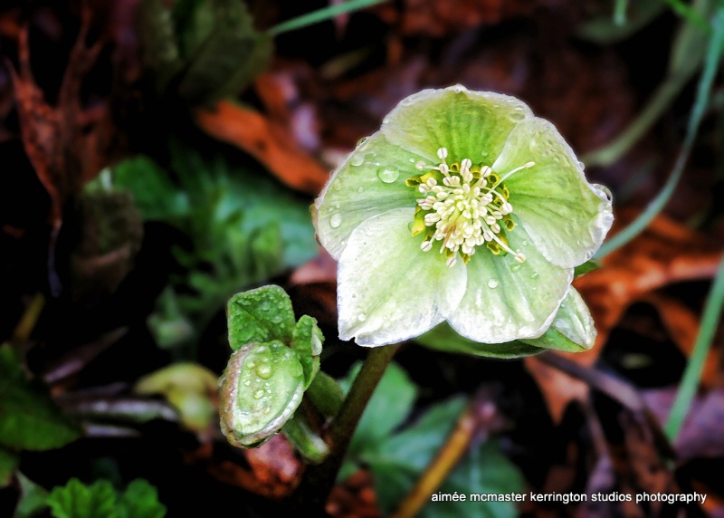 lenten rose