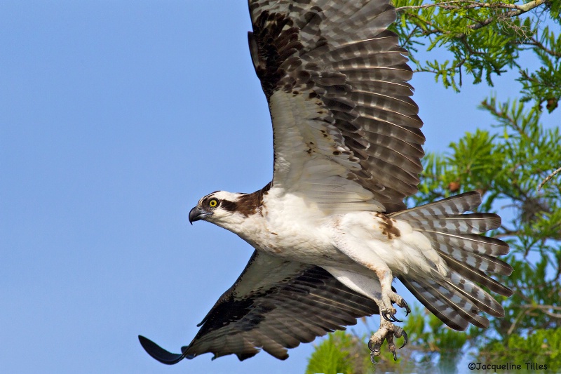 Osprey Leaving the Nest - ID: 14460423 © Jacqueline A. Tilles