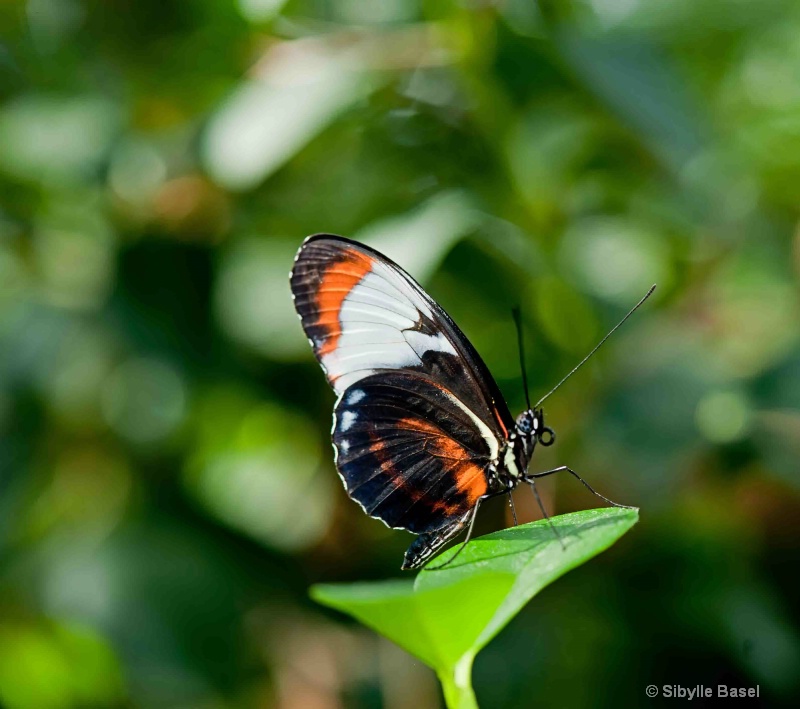 - ID: 14460475 © Sibylle Basel