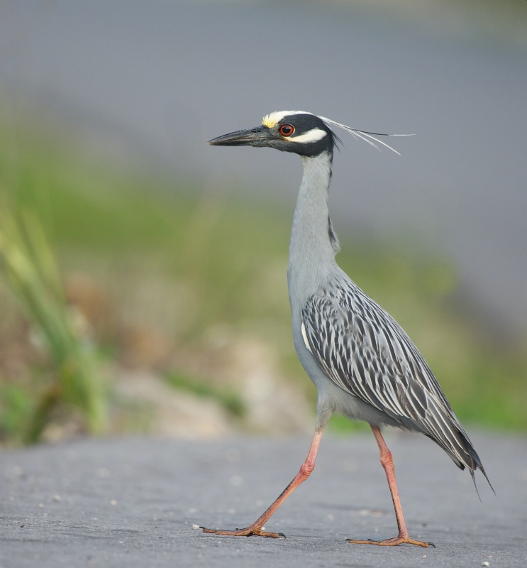 Yellow Crowned Night Heron Out for a Walk