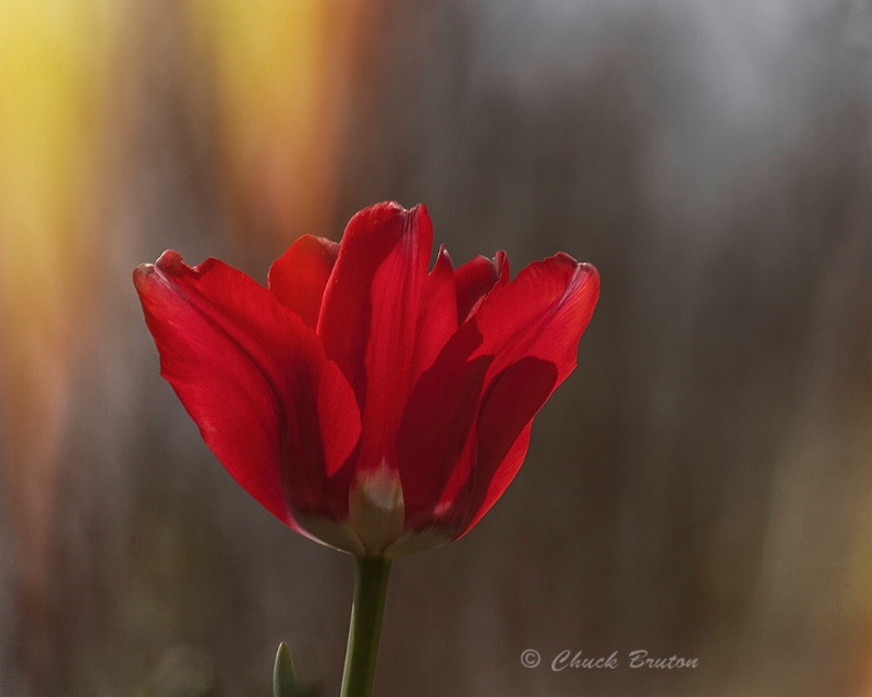 Fiery Red Tulip