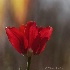 © Chuck Bruton PhotoID # 14460813: Fiery Red Tulip