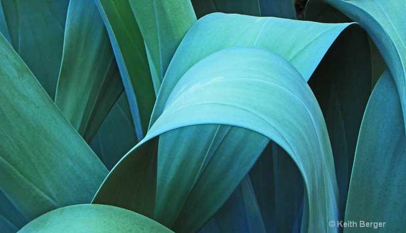 Agave #1 - ID: 14460903 © J. Keith Berger